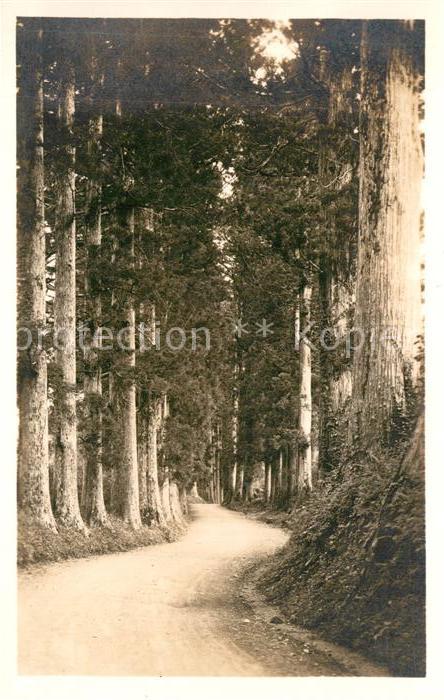 Hakone Wald Landschaft