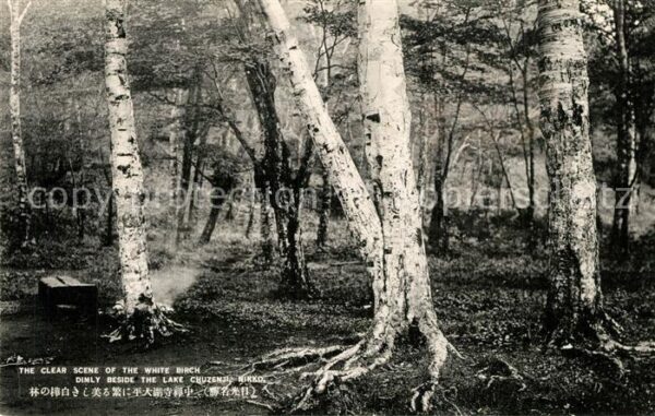 Nikko White Birch Dimly beside Lake Chuzenji