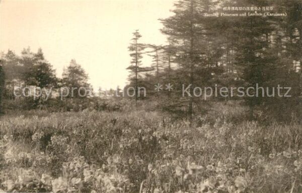 Karuizawa Evening Primroses and Larches Landschaf