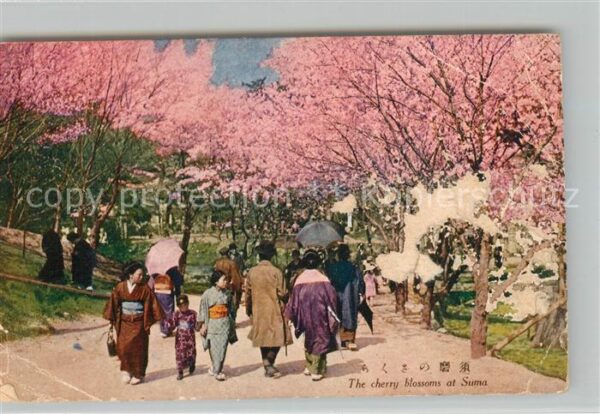 Suma Japan The cherry blossoms Kirschblüte