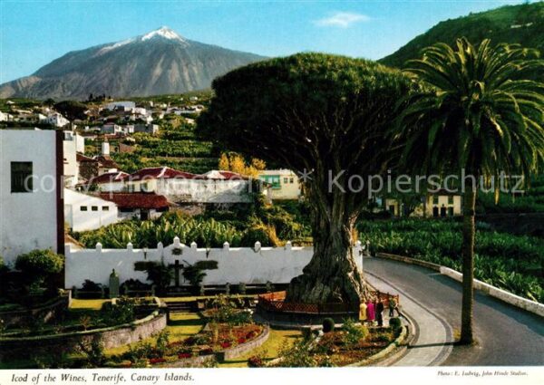Tenerife Icod of the Wines