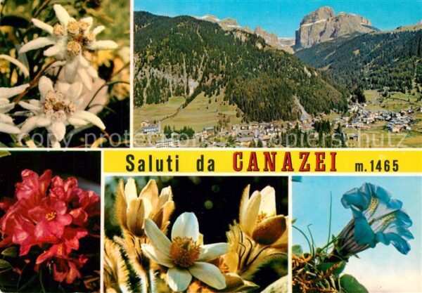Canazei Panorama Alpenflora