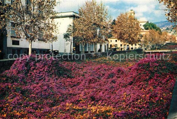Funchal Bougainvillea