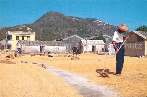 China Farmers Chinese dry the brown rice