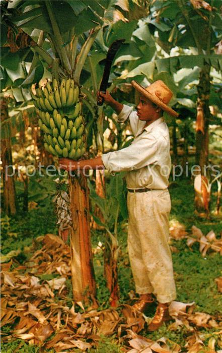 Bananen Martinique Banana-Tree