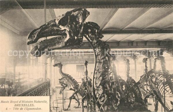 Dinosaurier Tete de Iguanodon Bruxelles Musee Royal