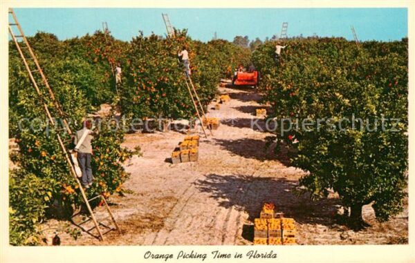 Ernte Landwirtschaft Orange Florida