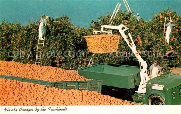 Ernte Landwirtschaft Oranges Truckloads Florida