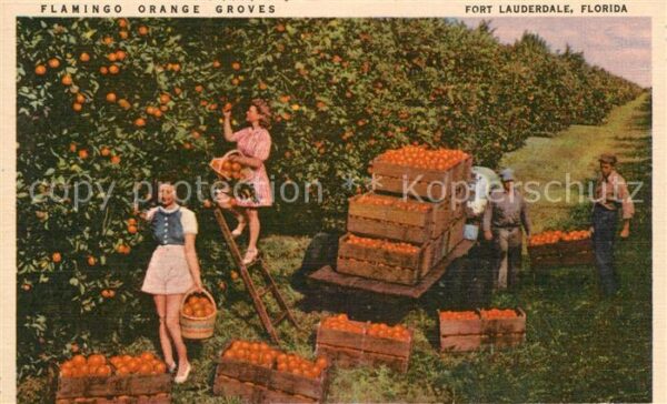 Ernte Landwirtschaft Flamingo Orange Groves Fort Lauderdale