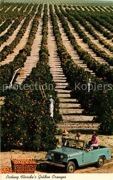 Ernte Landwirtschaft Orange Pickers Florida