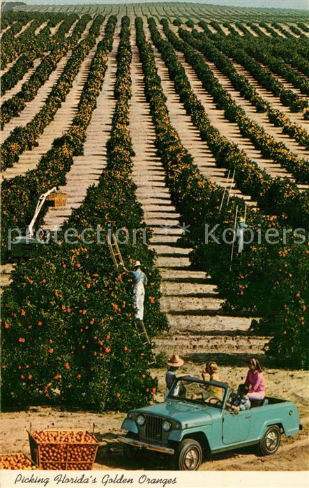 Ernte Landwirtschaft Orange Pickers Florida