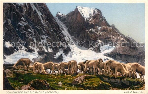 Foto Gaberell J. Nr. 9451 Schafherde Piz Badile Bergell