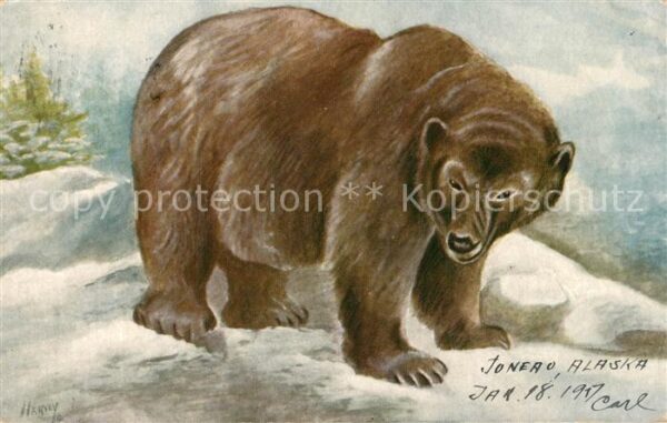 Bueren Grizzly Bear Juneau Alaska