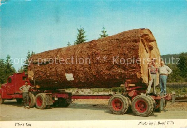 Baeume Trees Giant Log Virgin Forests Oregon Washing