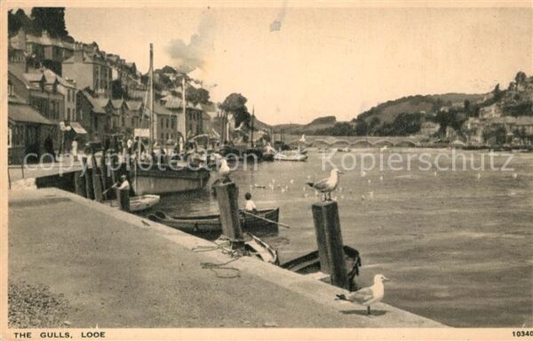 Looe The Gulls