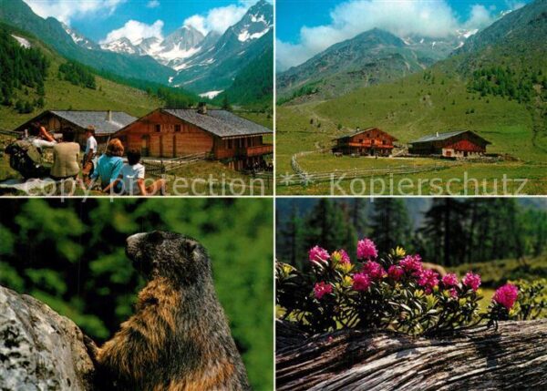 Schnals Bozen Suedtirol Eishof Alm Pfossental Murmeltier Alpenf
