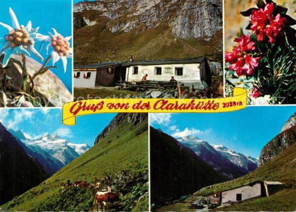 Praegraten Grossvenediger Clarahütte im Umbaltal Almvieh Alpenflo