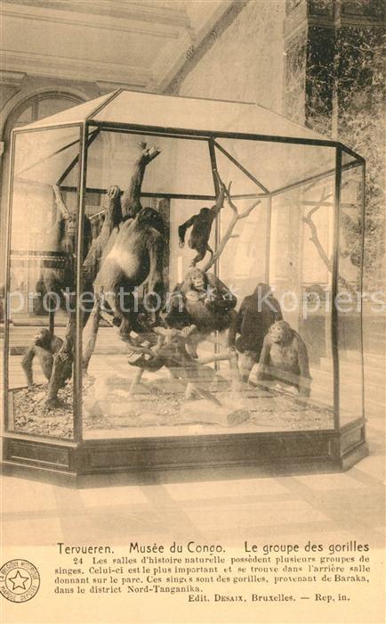 Affen Tervueren Musee du Congo Groupe des Gor