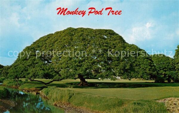 Baeume Trees Monkey Pod Tree Hawaii