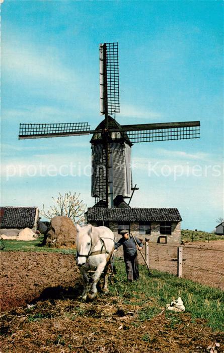 Windmuehle Holland Pferd Landwirtschaft