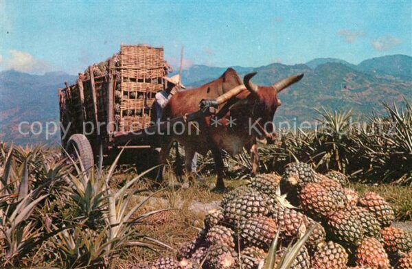 Obst Ananas Hualien Taiwan Pineapple Home-Fu
