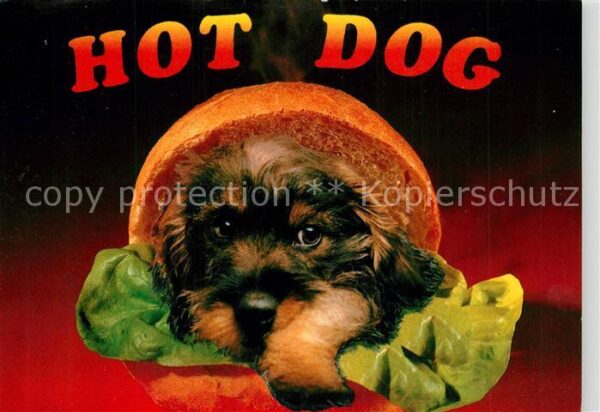 Hunde Hot Dog Humor