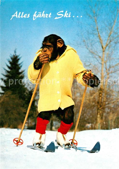 Affen Charlie Skifahren