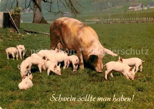 Schweine