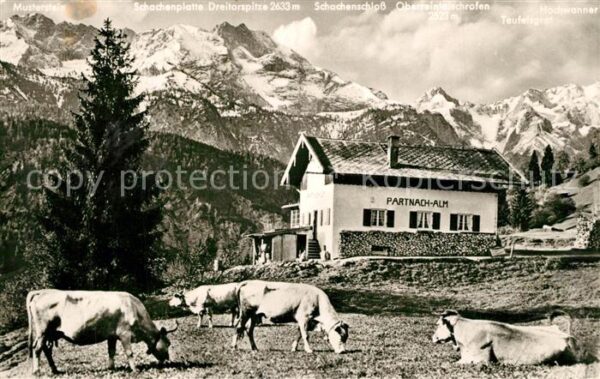 Partnachalm Kühe Schachenplatte Dreitorspitze Schac