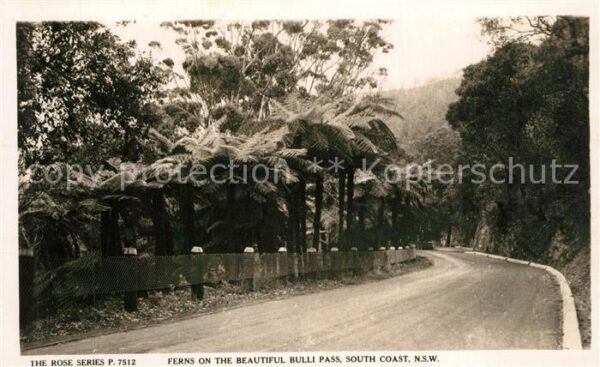 New-South-Wales Ferns on the beautiful Bulli Pass