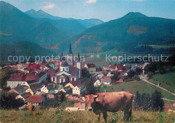 Mariazell Steiermark Kirche Kuh Panorama