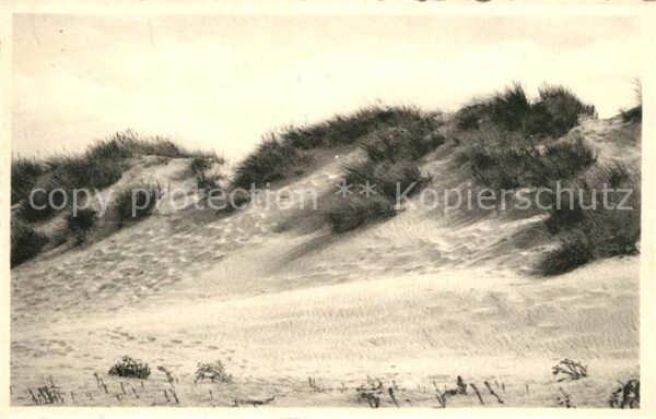 De Panne Le sentier tracé dans la dune