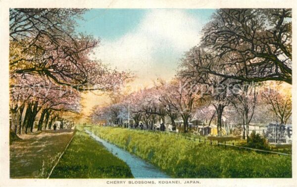 Koganei Cherry Blossoms