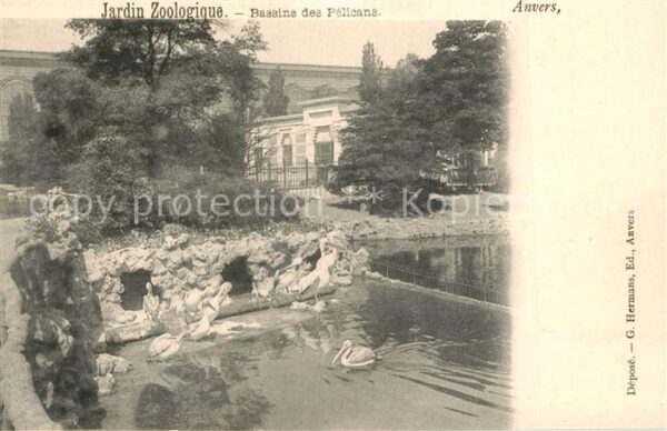 Anvers Antwerpen Jardin Zoologique Bassins des Pélicans
