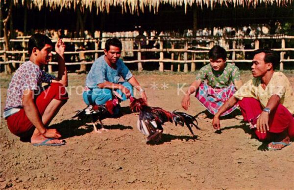 Phataya Cock Fighting in up-country
