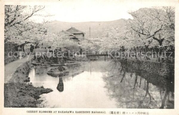 Nagasaki Cherry Blossoms at Nakagawa Karurusu