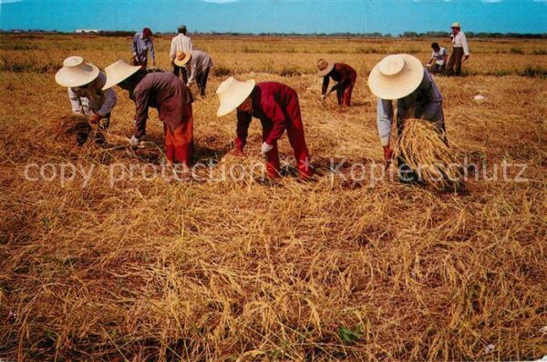 Ernte Landwirtschaft Reis Thai Farmers Harvest Rice