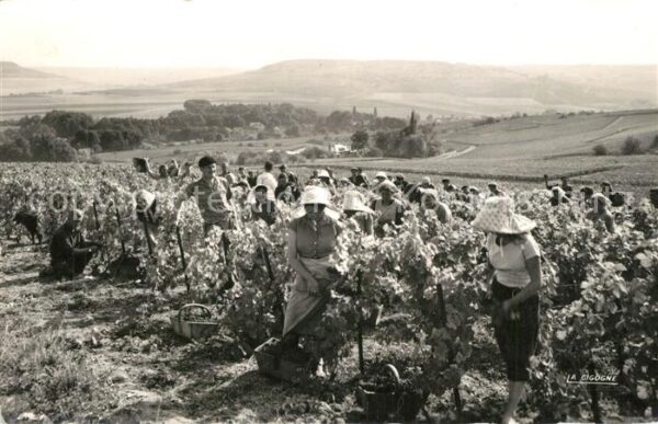 Ernte Landwirtschaft Vendanges en Champagne Cueillette