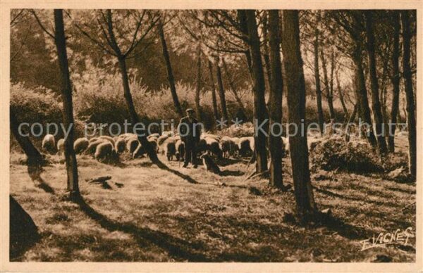 Schafe Moutons Foret Patre Paysages Landais
