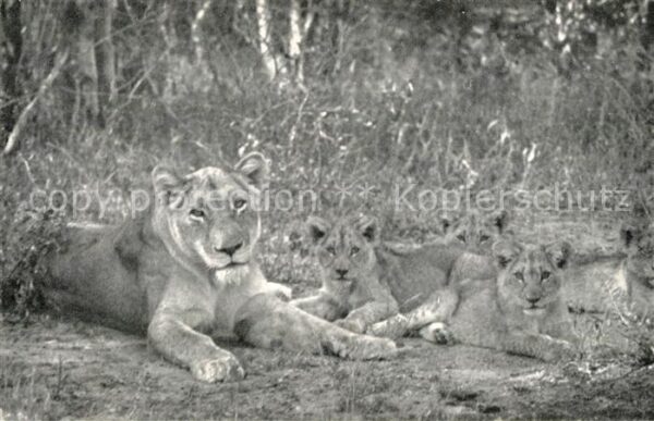 L?we Lioness and Cubs Kruger Park