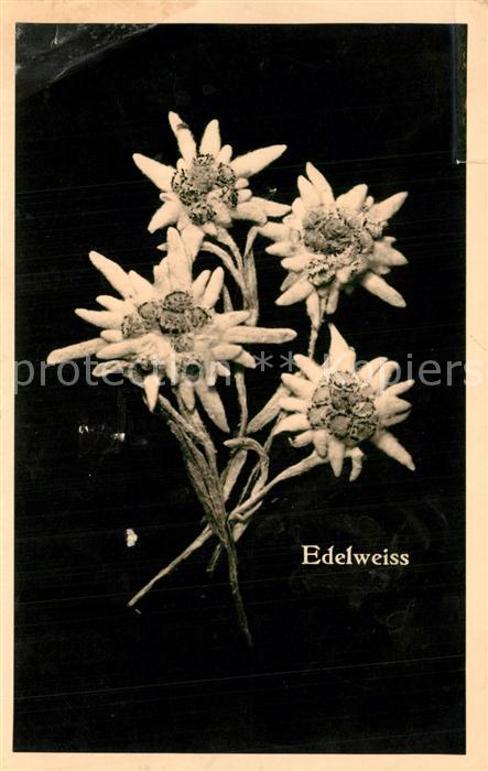 Edelweiss