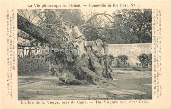 Baeume Trees Arbre de la Vierge Caire Virgin's Tree
