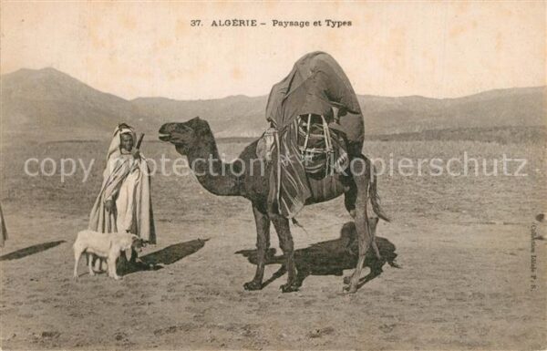 Kamel  Camel Chameau Algerie Paysage et Types