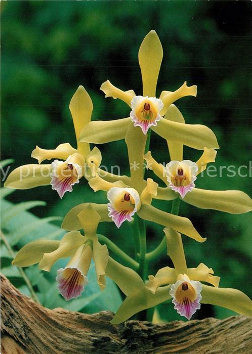 Blumen Laelia Xanthina
