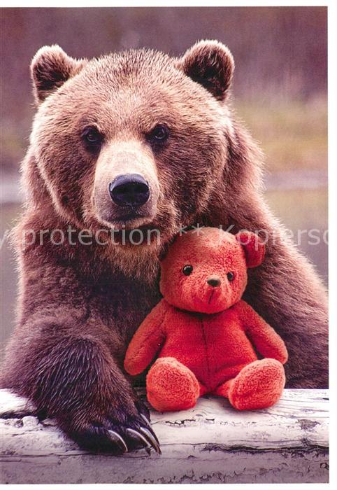 Teddy Teddyb?r Teddy-bear B?r