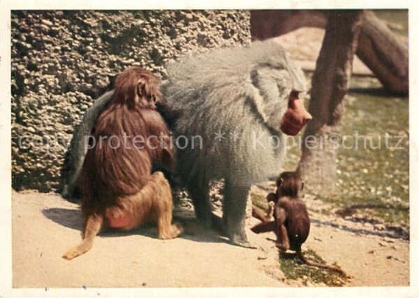 Affen Pavianfamilie M?nchen Tierpark Hellabru
