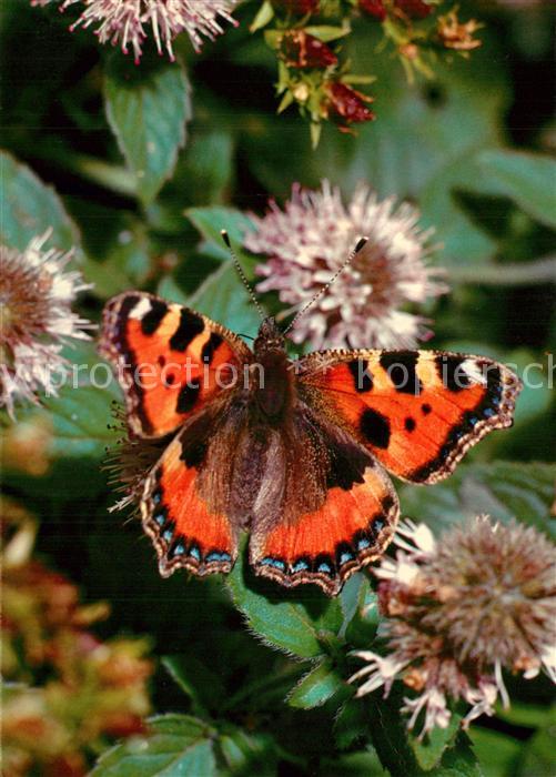 Schmetterlinge Papillon Petite Tortue Kleiner Fuchs