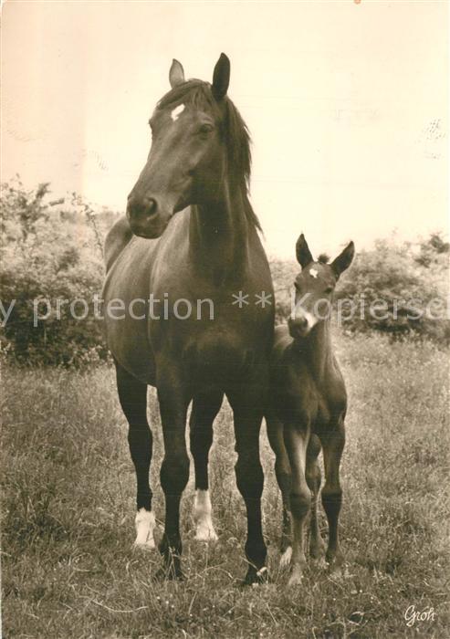 Pferde Foto Groh Nr. 1125