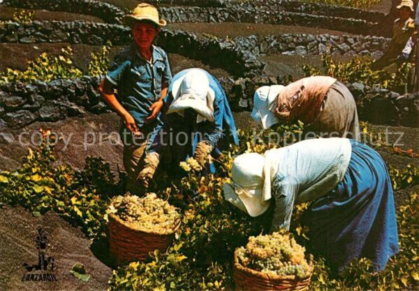 Ernte Landwirtschaft Lanzarote Vendimia Weinlese
