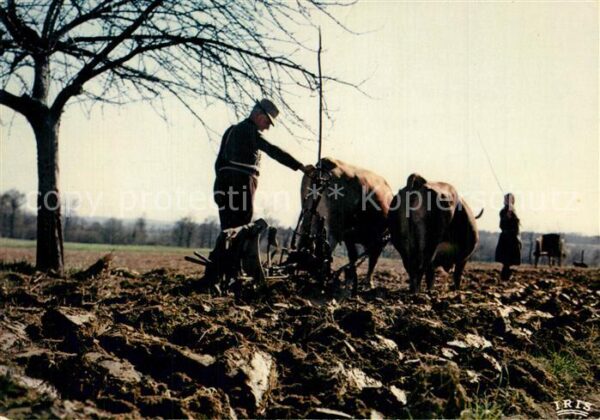 Landwirtschaft Frankreich Ochsen Pfl?gen